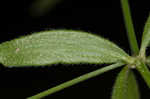 Arkansas bedstraw